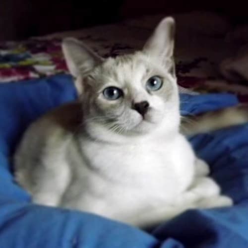 Elsa