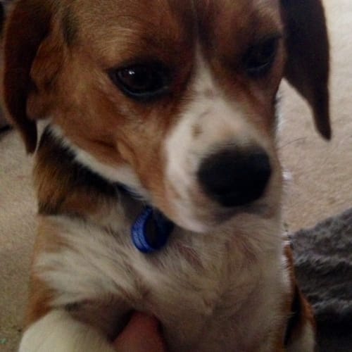 Snoopy - Beagle x Cavalier (trial 9/12/15)