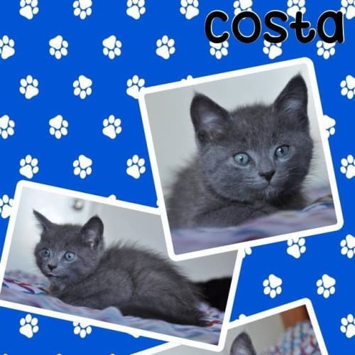 Costa 