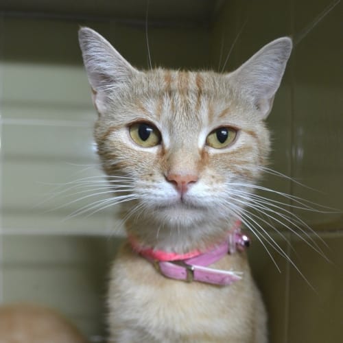 Stunning Giselle is Looking for a Home