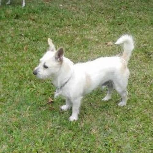 Sammy (adoption pending)