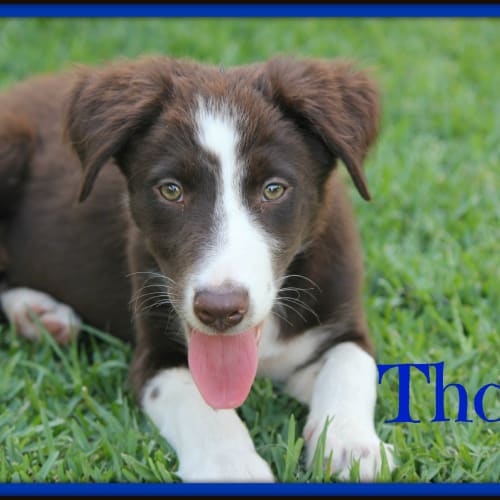 Thorn ~ Border Collie x Lab Pup (trial 29/11/15)