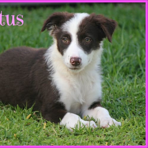 Lotus ~ Border Collie x Lab Pup (trial 28/11/15) )