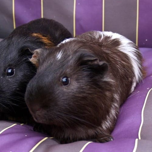 Zeus and Zorro