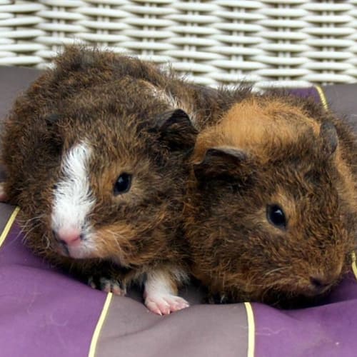 Choc Chip and Nutella