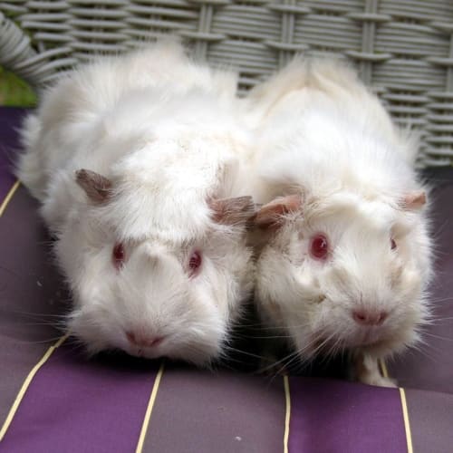 Raspberry and Strawberry