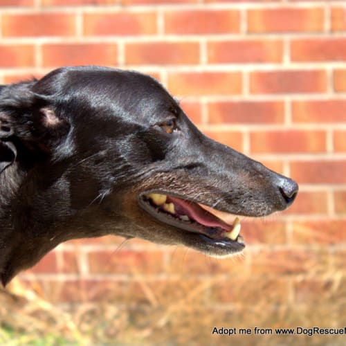 Izzy ~ female greyhound, 2yo (On Trial 26/11/15)