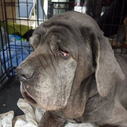 Dayna (adoption pending)