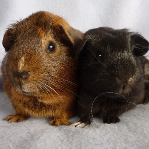 Penelope and Arya