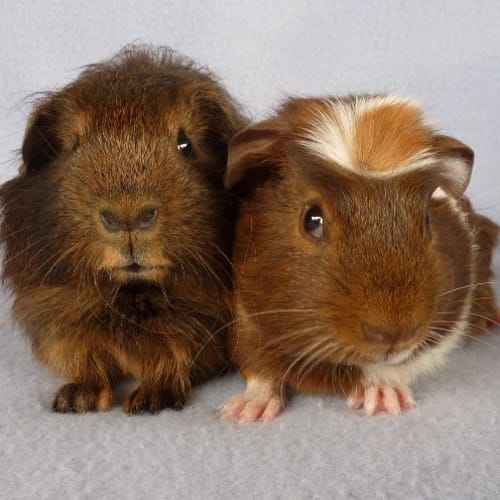 Sparky and Freddie