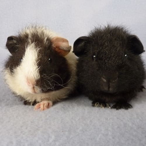 Harvey and Archer