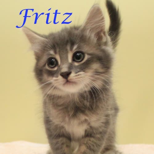 Fritz- pre-adoption