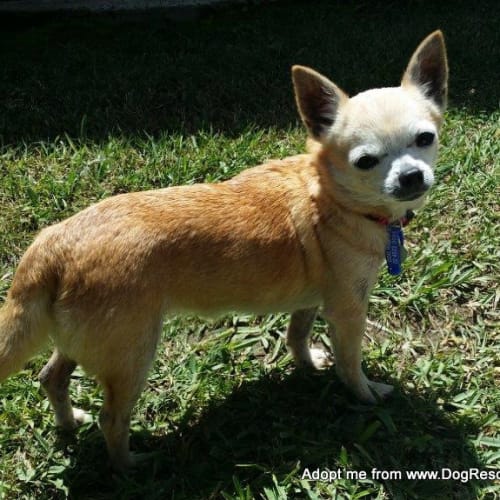 Sissy ~ tiny Chihuahua, 6yo (trial 29/11/15)