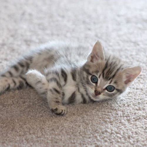 Felix