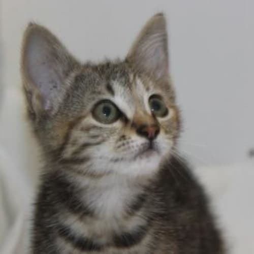 Tina