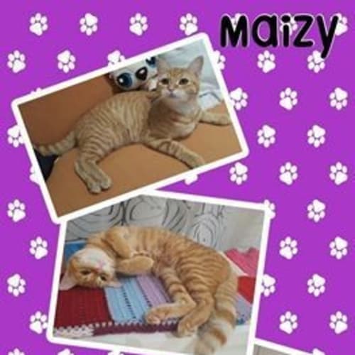 Maizy 