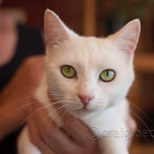 Snow Adoption fee $150