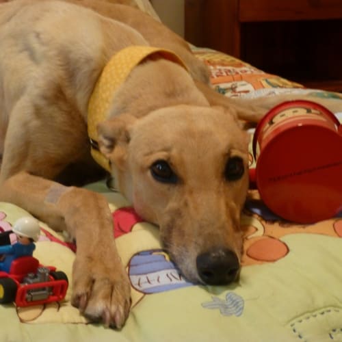 “Heidi”, Ray of Sunshine. Brisbane