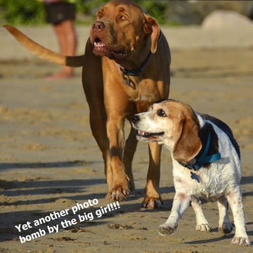 Lou Lou (adoption pending)