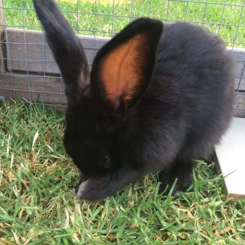 Onyx