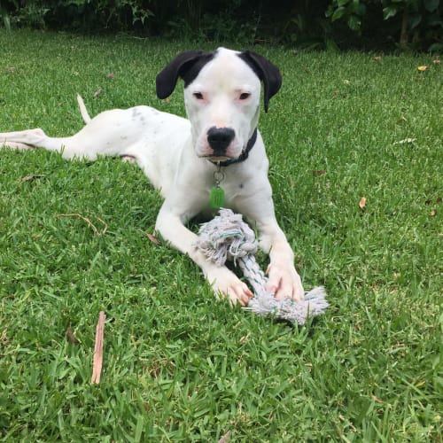 Snoopy