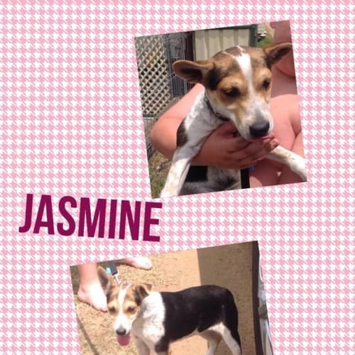 Jasmine