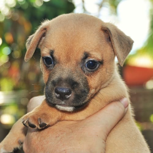 Mikey (Bed43258) *Adopted*