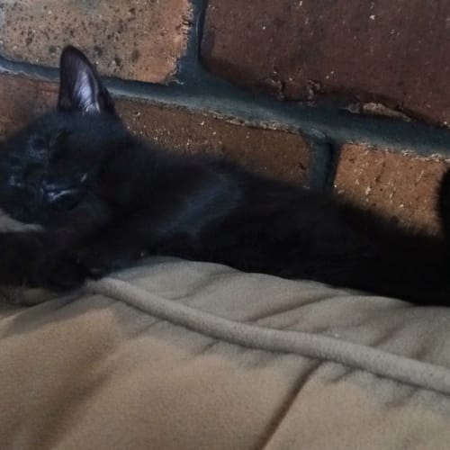 Subi (Pre-Adoption Available)
