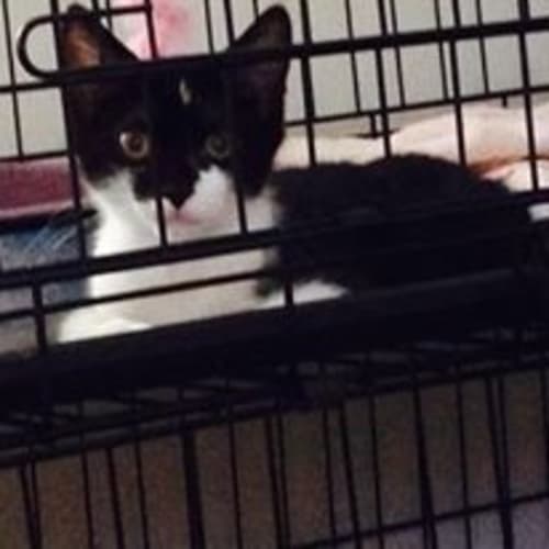  Allister is Looking for his forever home