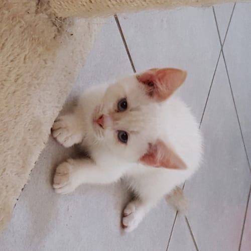 Scout