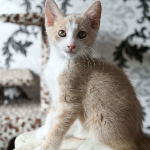 Linc (Pre-Adoption Available)