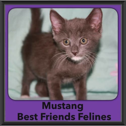 Mustang 