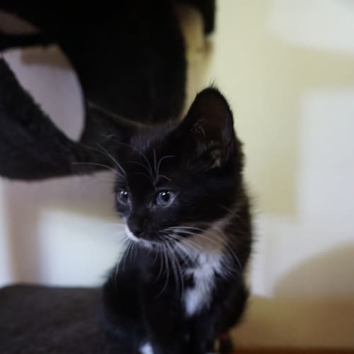 Henrietta 