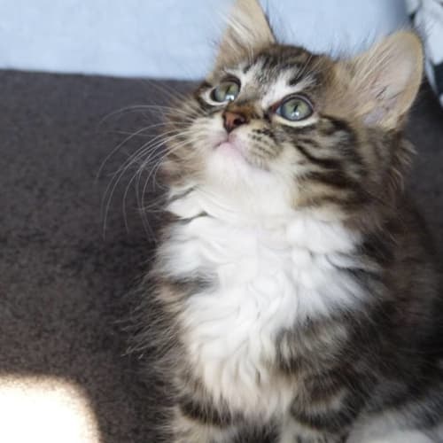 Little Face