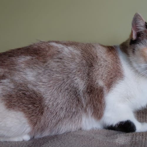 Mirabelle