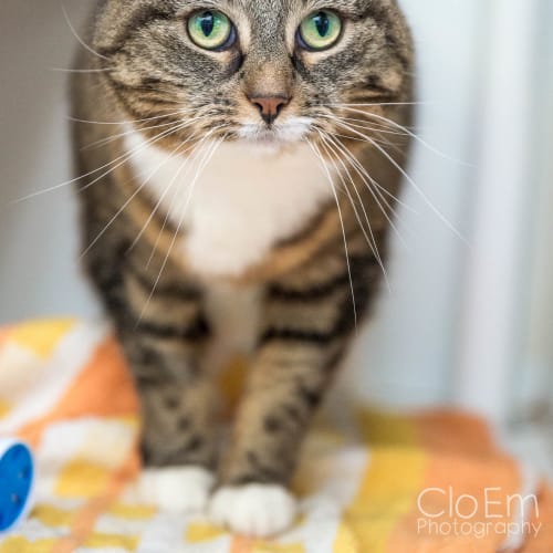 Tabby