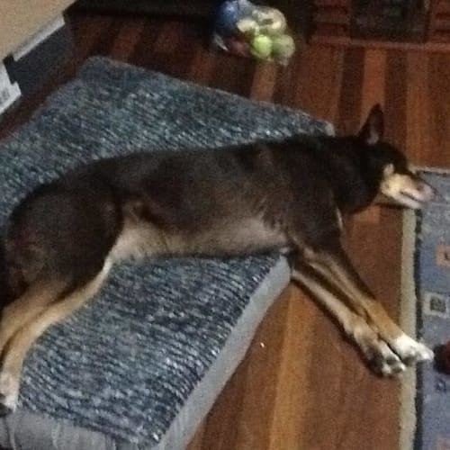 Balto DL1188