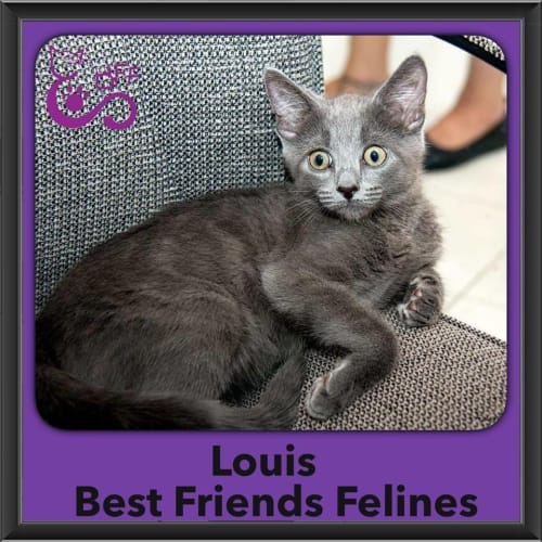 Louis 