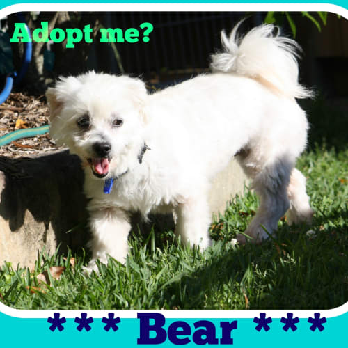 Bear ~ Maltese X ~ On Trial 26/11/15