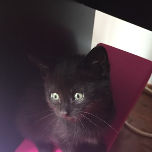Onyx