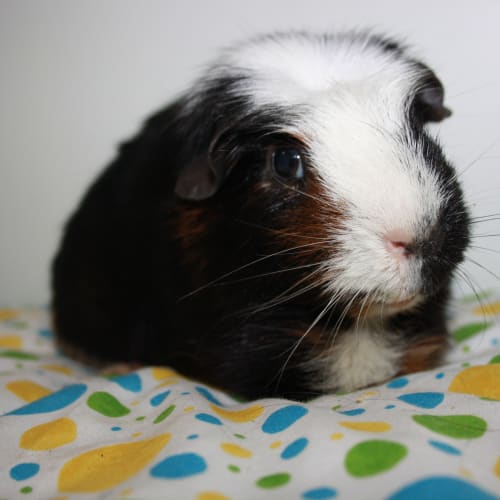 Sumo ~De-sexed~ Golden oldie