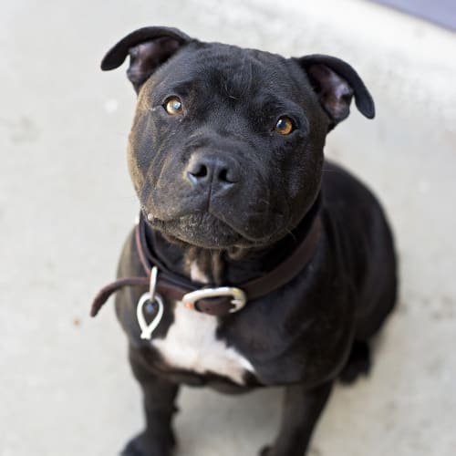 Zeus