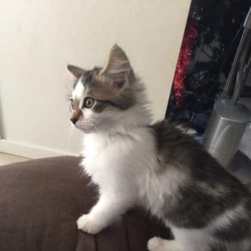 Raj