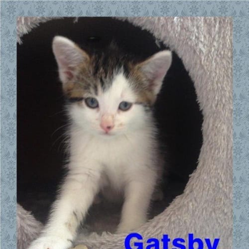 Gatsby