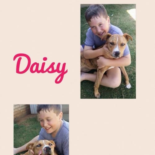 Daisy