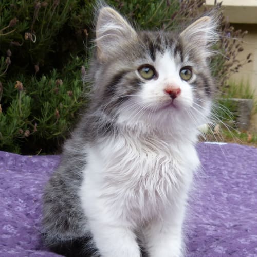 Percy