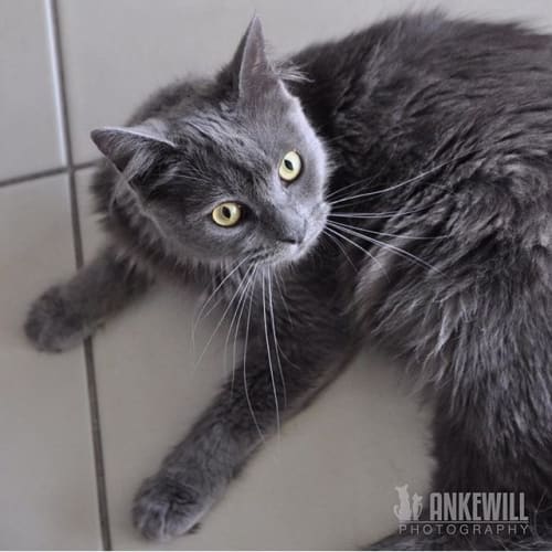 Maggie * Adoption Pending! *