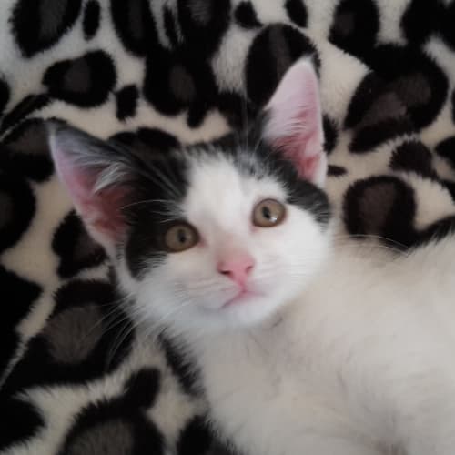 Smudge