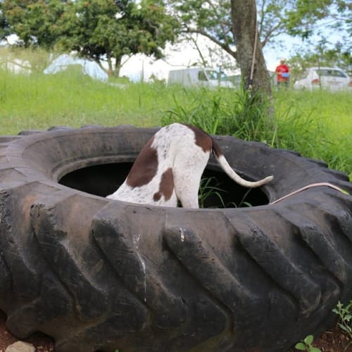 Blade (At Rspca Big Adopt Day Sept 17 Brisbane)