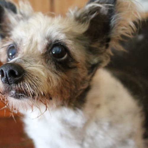 Buffy (adoption pending)